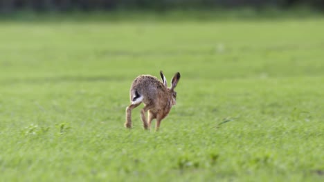 hare roaming on grassland 01