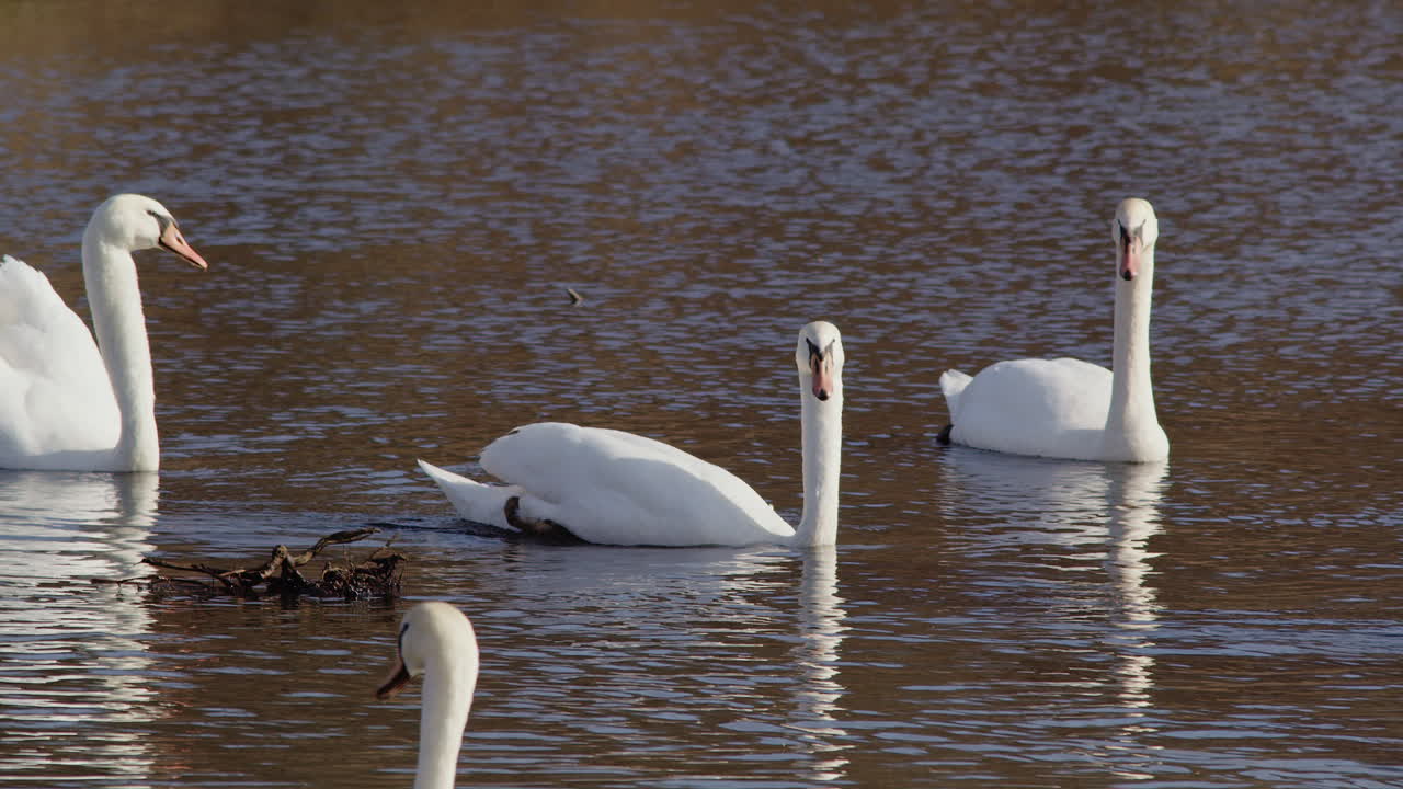 Emotional slow-mo of swans bonding, grooming, and courting in springtime.