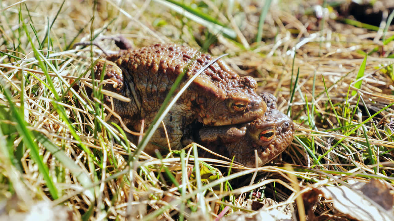 Two common toads engage in slow motion mating scene on dry grass in spring sun