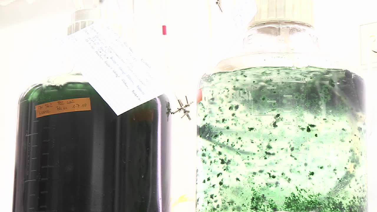 서로 다른 종의 시아노박테리아를 포함하는 두 개의 조류 플라스크 co2를 통한 통기와 함께 움직이는 아름다운 조류 매트