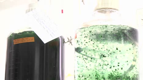 dos matraces de algas que contienen diferentes especies de cianobacterias hermosos mantos de algas que se mueven con la aireación a través de co2