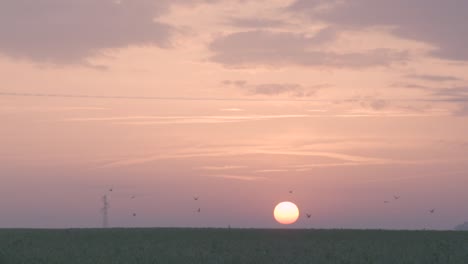 birds flying over farmland during sunrise