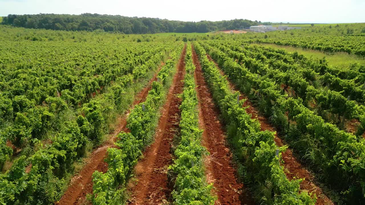 Vineyard planting, symmetrical scenes, wine cellars
