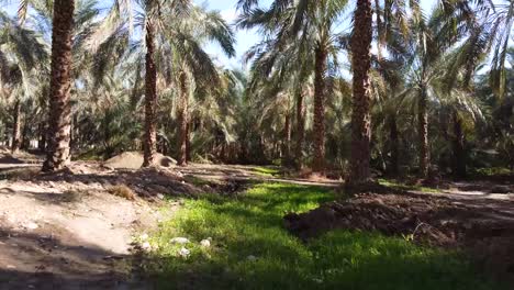 sabrosas palmeras de dátiles dulces en las ranuras de las palmeras en el medio oriente clima seco tropical árabe la exportación de productos agrícolas al mundo frutas llenas de energía deliciosas frutas nutritivas saludables en irán