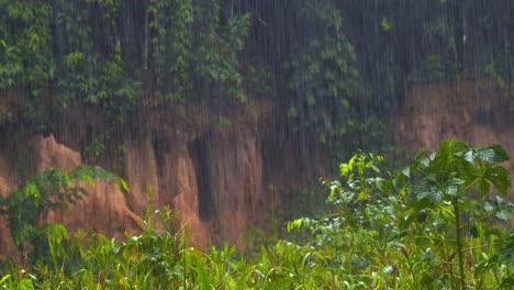 torrential rain cascades over the vibrant chuncho clay lick, jungle silhouettes blend with misty hues