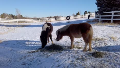 caballos en miniatura en la granja comiendo heno