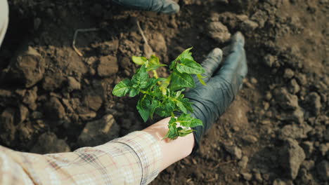 granjero plantando plántulas de tomate en el campo