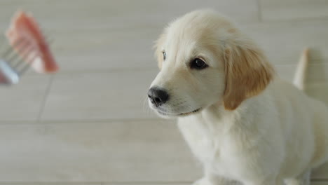 un cachorro hambriento mirando las golosinas en la mano del dueño