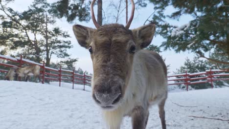 Nahaufnahme-Von-Niedlichen-Jungen-Regenhirschen,-Die-Die-Kamera-Mit-Schönem-Schneebedecktem-Hintergrund-Untersuchen