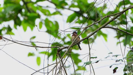 Looking-straight-to-the-camera-moving-its-crest-with-food-in-the-mouth-ready-to-deliver,-Banded-Kingfisher-Lacedo-pulchella,-Thailand