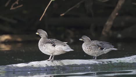 a pair of wild yellow billed teal