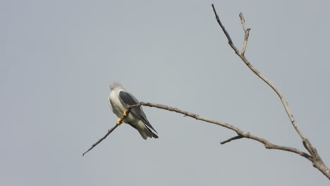 black - winged kite relaxing on tree - wings