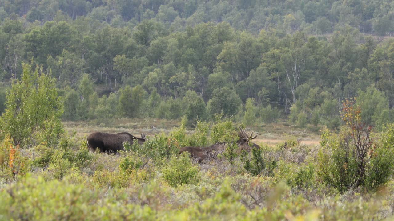 elk europeo alces alces navegando en noruega dovrefjell