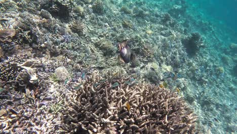 Titan-triggerfish-swims-over-a-vibrant-coral-reef-in-the-crystal-clear-waters-of-the-Great-Barrier-Reef,-Australia