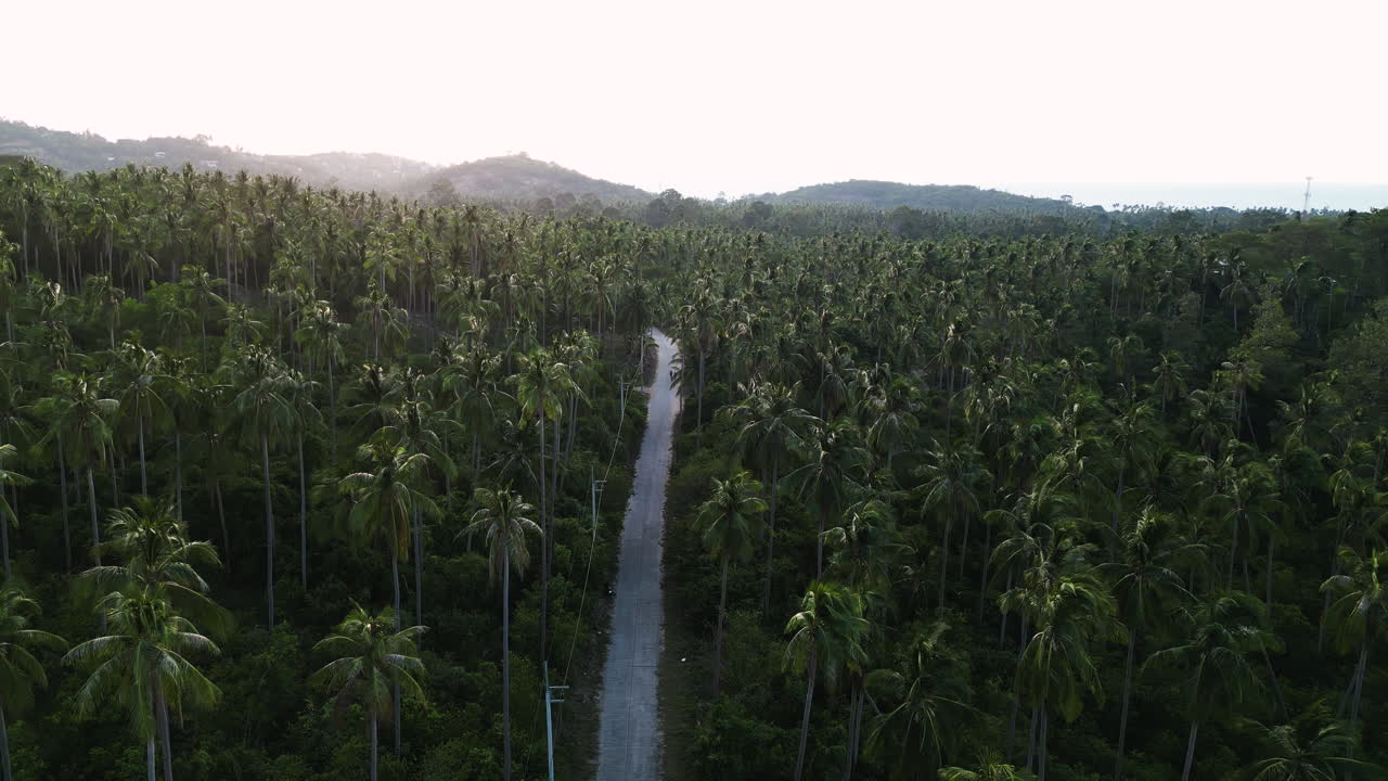 aerial de la vegetación natural de la selva verde con palma de coco imágenes de drones de un paraíso tropical
