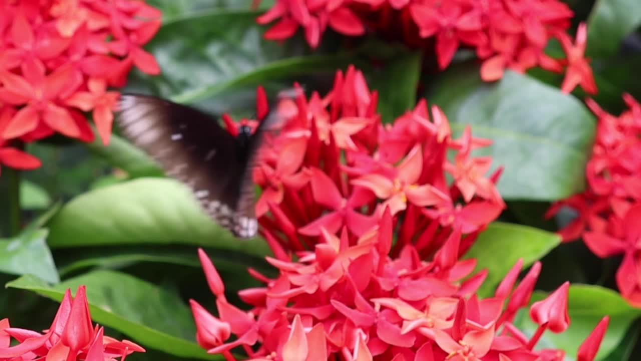 A butterfly delicately perched on bright red flowers, surrounded by lush green leaves.