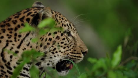 african leopard panting in the surrounding greenery of the african wilderness while she watches for prey