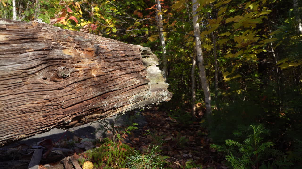 Pan over a dead tree trunk illuminated by warm sunset light in a forest in Mauricie, Quebec, Canada. Autumn colors enhance the peaceful natural scene