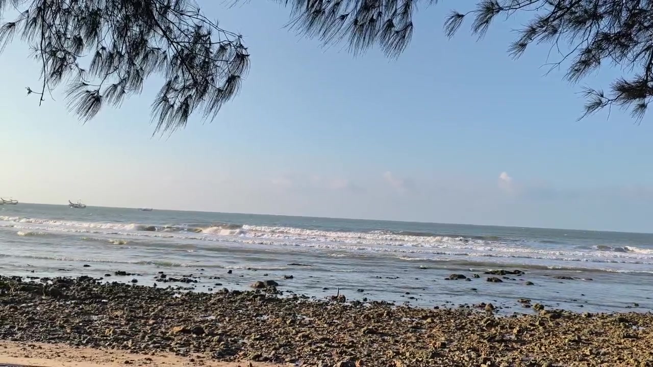 Waves Rolling onto a Rocky Beach under Pine Trees