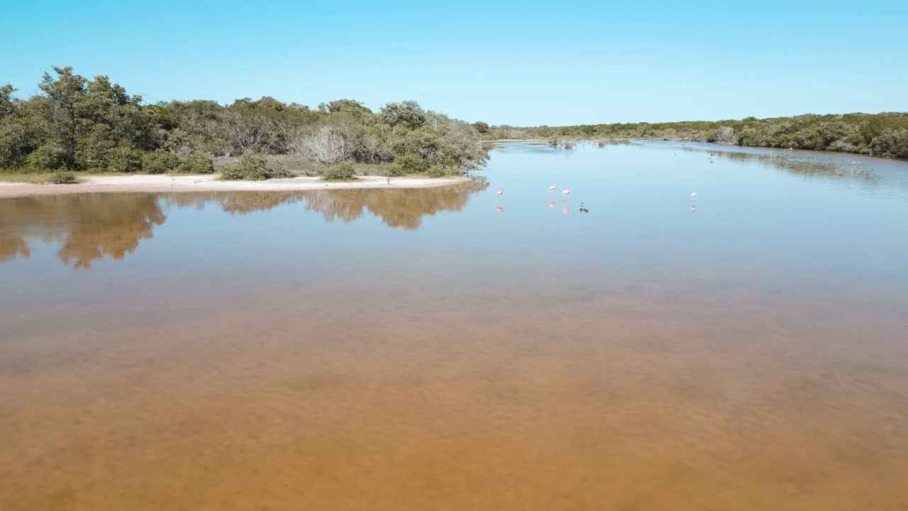 laguna cerca de celestun llena de flamencos nadando al aire libre en una bandada