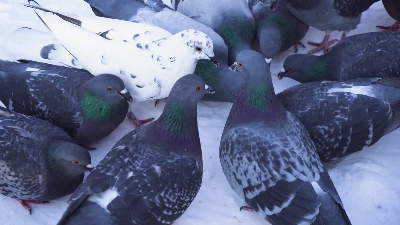 눈 속에서 먹이를 먹는 비둘기