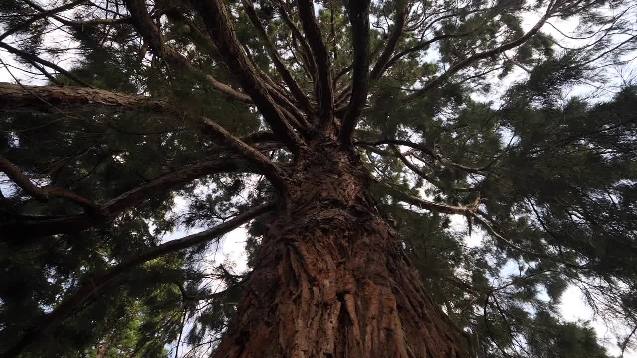 Looking Up at Big Tree