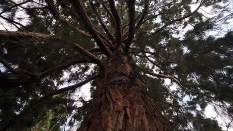 looking up at big tree