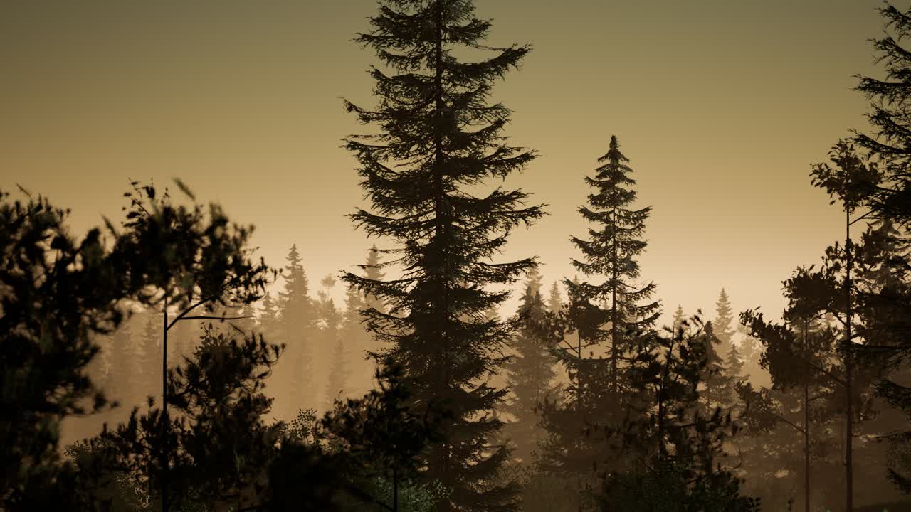 bosque nórdico brumoso en la madrugada con niebla