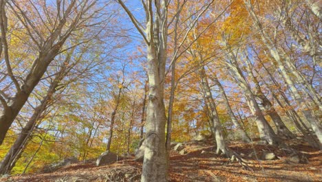 Primer-Plano-De-Un-Hermoso-árbol-Colorido-Otoño-En-El-Bosque-De-Montaña-Colores-Ocres-Naranjas-Rojas-Y-Amarillas-Hojas-Secas-Hermosas-Imágenes-Naturaleza-Sin-Gente