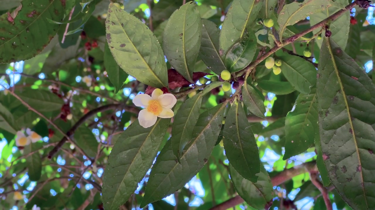 Un ramo di pianta del tè (Camellia sinensis) con fiori e frutti a Masoala, Madagascar