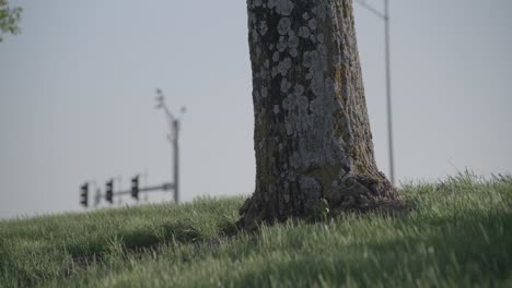 a closeup shot of a tree in the middle of a field