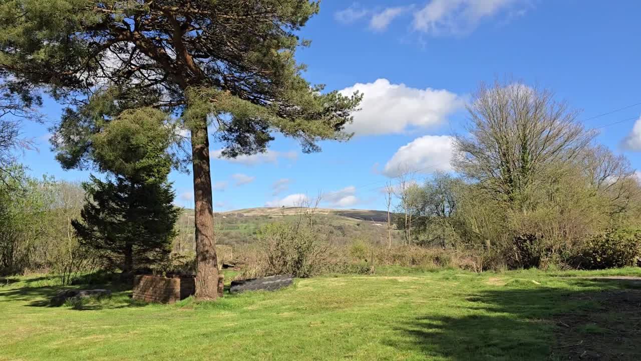 pinos y hayas en un jardín soplando en el viento