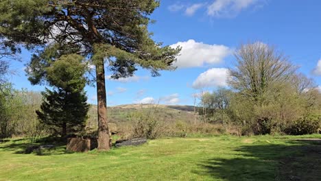 pine and beech trees in a garden blowing in the wind