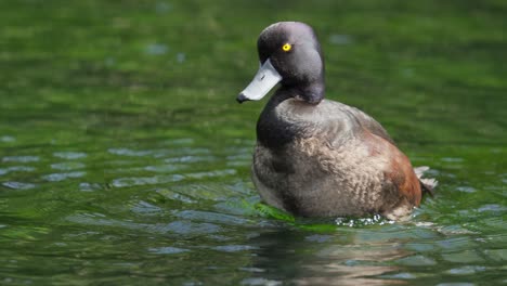 New-Zealand-Scaup-Duck-preening-its-feathers