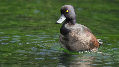 new zealand scaup duck preening its feathers