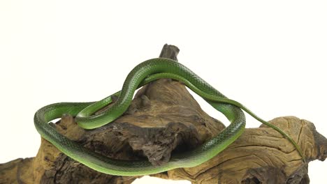 green snake coiled on driftwood