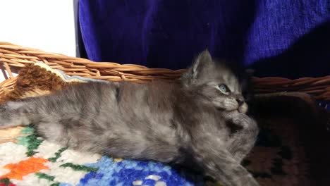 Los gatitos