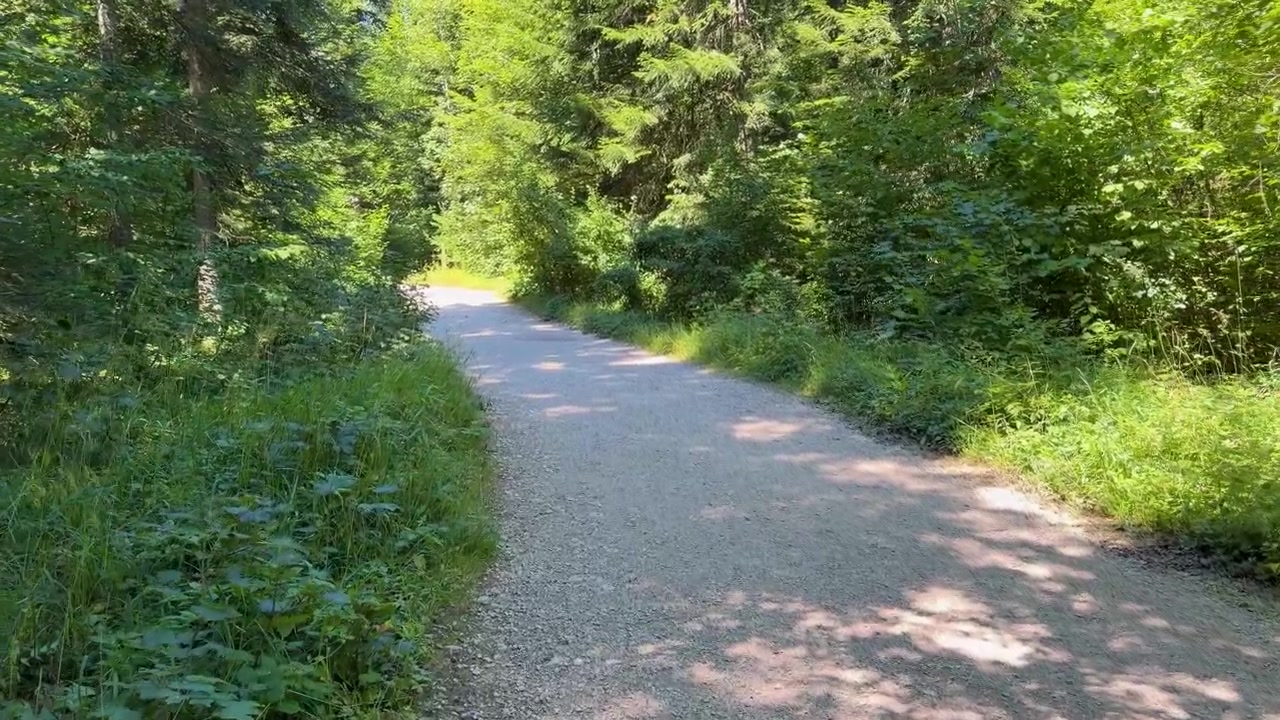 Una strada acciottolata si snoda attraverso una fitta foresta verde verso il punto panoramico di Banjska Stena sul Monte Tara, Serbia, con luce solare a chiazze lungo il sentiero vuoto