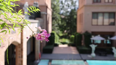 close-up of flower with courtyard background