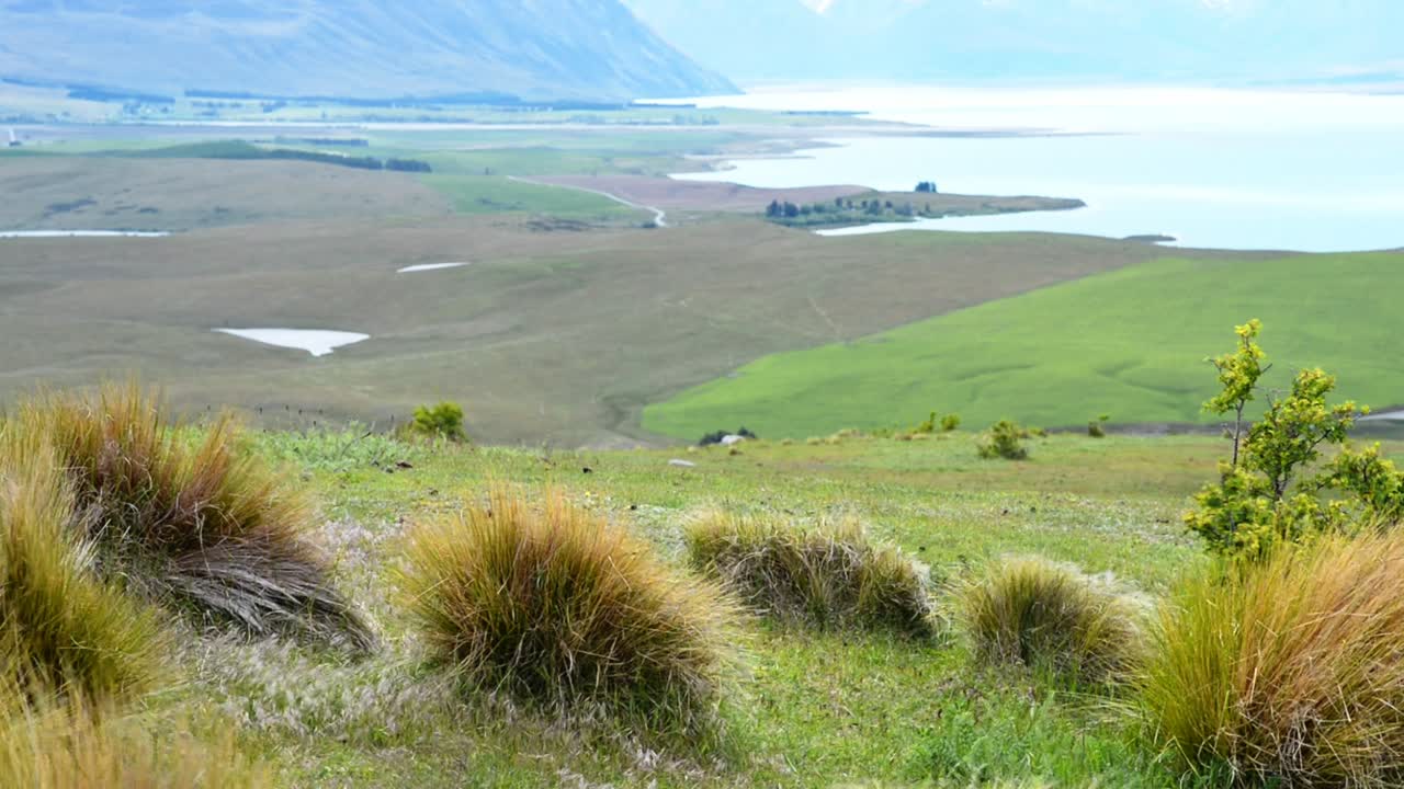 강한 바람 돌풍에 의해 휘젓는 녹색 언덕에 두꺼운 덤불