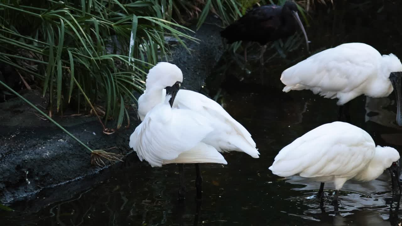 Spoonbills interacting in a wetland habitat