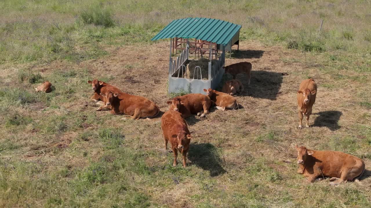 volo del drone su un gruppo di mucche rossastre che si riposano accanto al loro alimentatore e tutto intorno a loro è con la paglia caduta, trasmettono relax, benessere e tranquillità, alcuni sono sdraiati