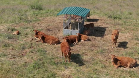 Vuelo-De-Dron-Sobre-Un-Grupo-De-Vacas-Rojizas-Descansando-Junto-A-Su-Comedero-Y-Todo-A-Su-Alrededor-Está-Con-Paja-Caída,-Transmiten-Relajación,-Bienestar-Y-Tranquilidad,-Algunas-Están-Tumbadas