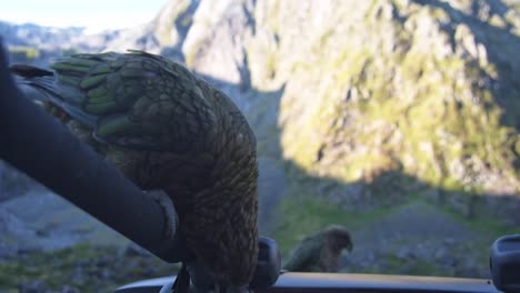 kea loros de montaña de nueva zelanda en el techo de un automóvil, quitando el aislamiento del automóvil con su pico