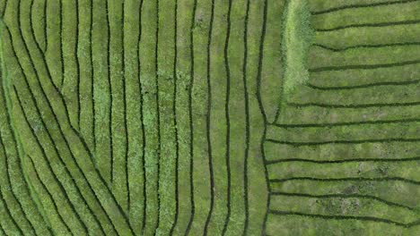 campos de té en azores ángulo de giro vertical