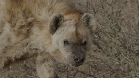 un primer plano de una hiena de la vida silvestre africana