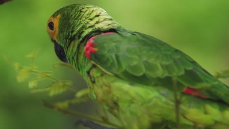 4k primer plano de un loro guacamayo verde, amarillo y azul sentado en una rama