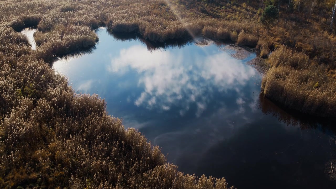 Luftfoto af en rolig dam omgivet af siv om efteråret
