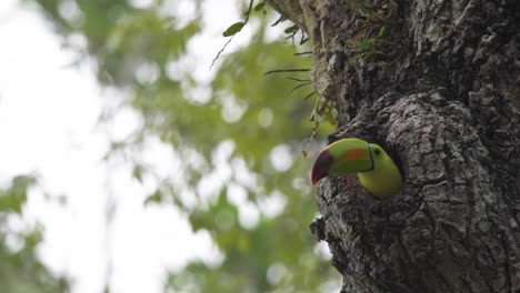 El-Refugio-Del-Tucán-En-El-árbol-De-Petén,-Guatemala