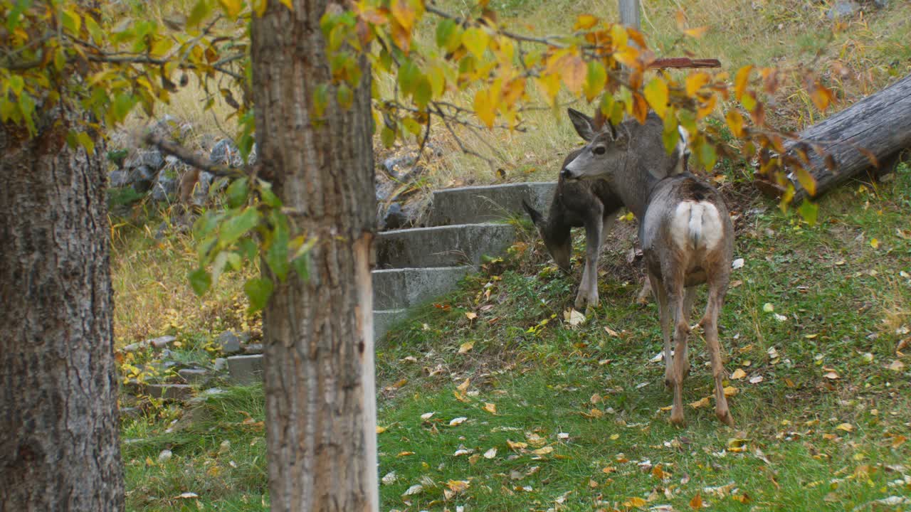 가을에 마당에서 방목하는 사슴 엄마와 새끼 사슴